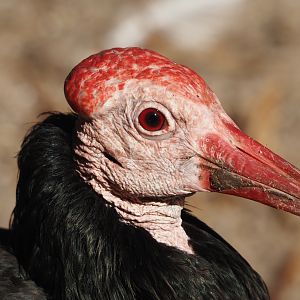 Southern bald ibis (Geronticus calvus), 2024-09-17