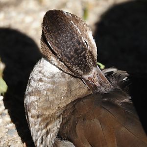 Ringed teal (Callonetta leucophrys), 2024-09-17