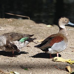 Ringed teals (Callonetta leucophrys), 2024-09-17