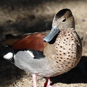 Ringed teal (Callonetta leucophrys), 2024-09-17