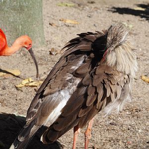 Red-legged seriema (Cariama cristata), 2024-09-17