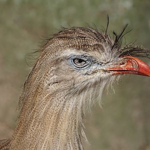 Red-legged seriema (Cariama cristata), 2024-09-17