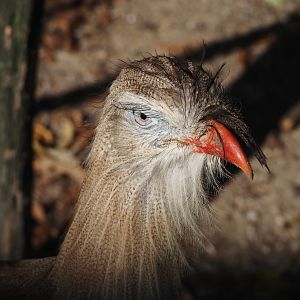 Red-legged seriema (Cariama cristata), 2024-09-17
