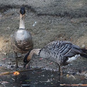 Hawaiian geese (Branta sandvicensis), 2024-09-17