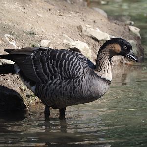 Hawaiian goose (Branta sandvicensis), 2024-09-17