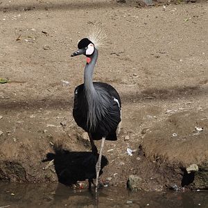 East African grey crowned crane (Balearica regulorum gibbericeps), 2024-09-17