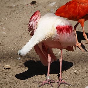 Roseate spoonbill (Platalea ajaja), 2024-09-17