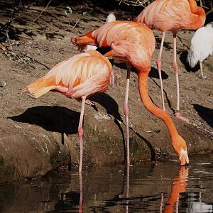 American flamingo (Phoenicopterus ruber), 2024-09-17