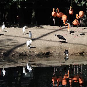 American flamingos, Western cattle egrets, Scarlet ibises and Straw-necked ibises in the cathedral aviary, 2024-