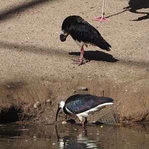Straw-necked ibises (Threskiornis spinicollis), 2024-09-17