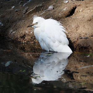 Western cattle egret (Bubulcus ibis), 2024-09-17