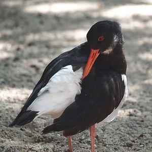 Eurasian Oystercatcher (Haematopus ostralegus), 2024-09-17