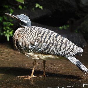 Sunbittern (Eurypyga helias), 2024-09-17