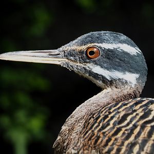 Sunbittern (Eurypyga helias), 2024-09-17