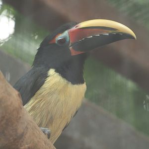 Green aracari (Pteroglossus viridis), 2024-09-17