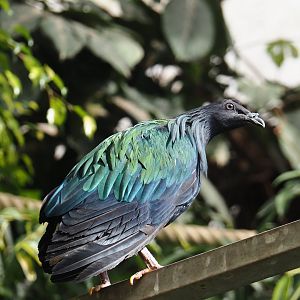 Nicobar pigeon (Caloenas nicobarica), 2024-09-17