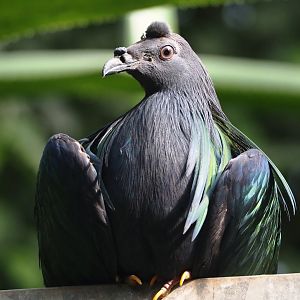 Nicobar pigeon (Caloenas nicobarica), 2024-09-17