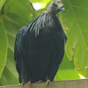 Nicobar pigeon (Caloenas nicobarica), 2024-09-17