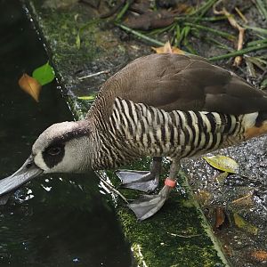 Pink-eared duck (Malacorhynchus membranaceus), 2024-09-17