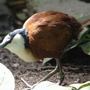 African jacana (Actophilornis africanus), 2024-09-17