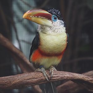 Curl-crested aracari (Pteroglossus beauharnaisii), 2024-09-17