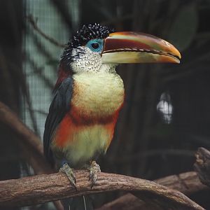 Curl-crested aracari (Pteroglossus beauharnaisii), 2024-09-17