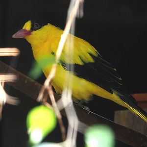 Black-naped oriole (Oriolus chinensis), 2024-09-17