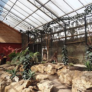 Walk-through greenhouse with Lyle's flying foxes and Large flying foxes, 2024-09-17