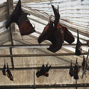 Lyle's flying foxes (Pteropus lylei) and Large flying foxes (P. vampyrus), 2024-09-17