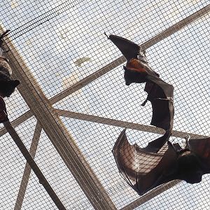 Lyle's flying fox (Pteropus lylei) and Large flying foxes (P. vampyrus), 2024-09-17
