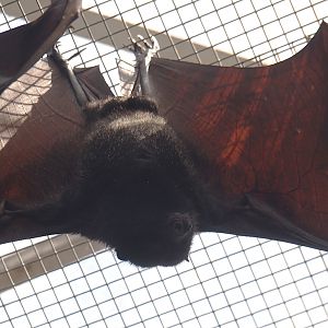 Large flying fox (Pteropus vampyrus), 2024-09-17
