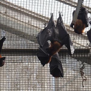 Lyle's flying foxes (Pteropus lylei), 2024-09-17