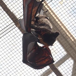 Lyle's flying foxes (Pteropus lylei), 2024-09-17