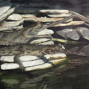 Gharials (Gavialis gangeticus), 2024-09-17