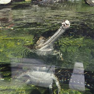 Gharial (Gavialis gangeticus), 2024-09-17