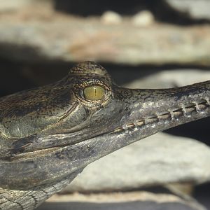 Gharial (Gavialis gangeticus), 2024-09-17