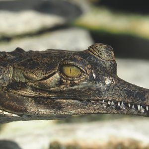 Gharial (Gavialis gangeticus), 2024-09-17