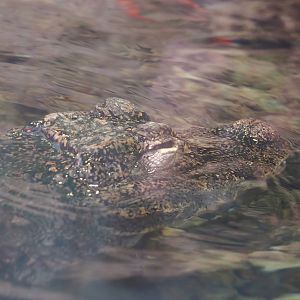 Chinese alligator (Alligator sinensis), 2024-09-17