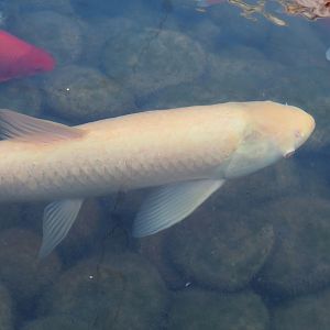 Albino Grass carp (Ctenopharyngodon idella), 2024-09-17