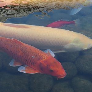 Albino Grass carp (Ctenopharyngodon idella) and Koi (Cyprinus rubrofuscus), 2024-09-17