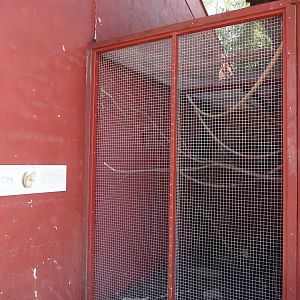 Pallas's squirrel exhibit, 2024-09-17