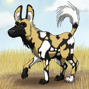 African Painted Dog