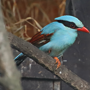 Common green magpie (Cissa chinensis)