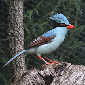 Indochinese green magpie (Cissa hypoleuca)