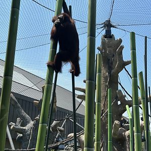 Tropical Forests-Orangutan