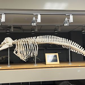 Bottlenose Dolphin (Tursiops truncatus) - Virginia-Maryland College of Veterinary Medicine