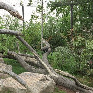 Leopard Forest - Debrazza Monkey Habitat