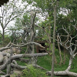 Leopard Forest - Mantled Guereza Habitat
