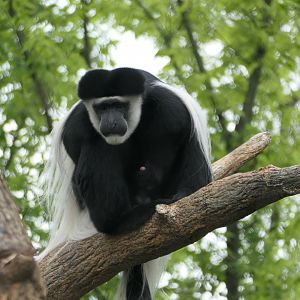 Leopard Forest - Mantled guereza