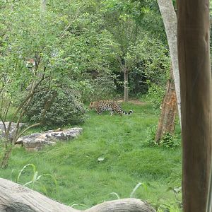 Leopard Forest - Amur Leopard